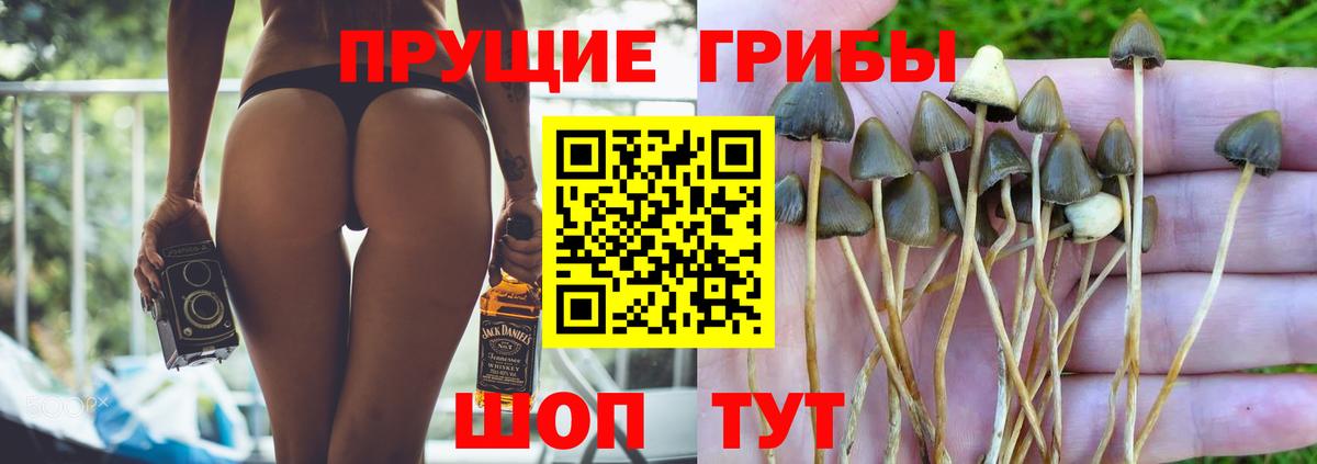 Галлюциногенные грибы Psilocybe Котельники